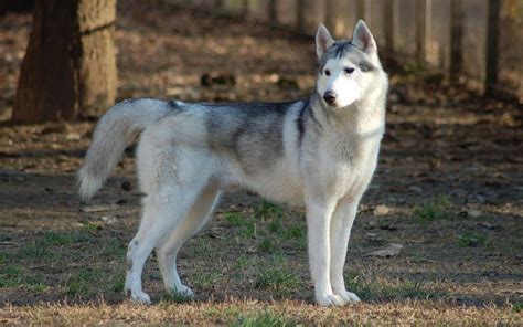 Husky Siberiano Origen y características Resultados desde el primer