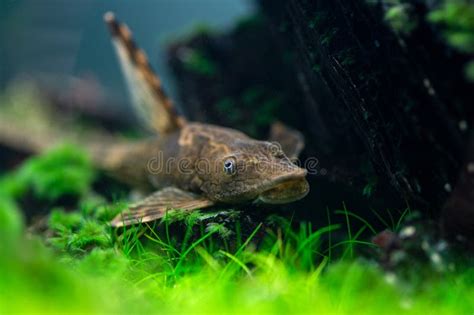 Fish Farlowella Whiptail Catfish, Sturisoma Panamense in the Tank Stock ...