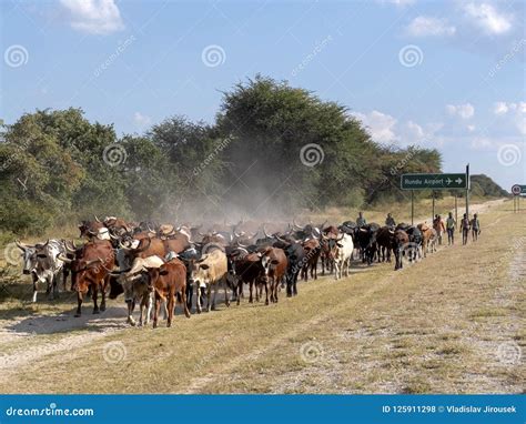 Herd Of Domestic Cattle Goes From Pasture To Northern Namibia Editorial