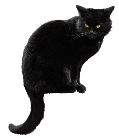 Siberian Cat Kitten Black Cat Halloween Black Cat Png File Png