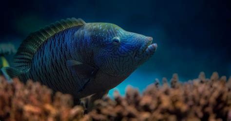 National Aquarium - Humphead Wrasse