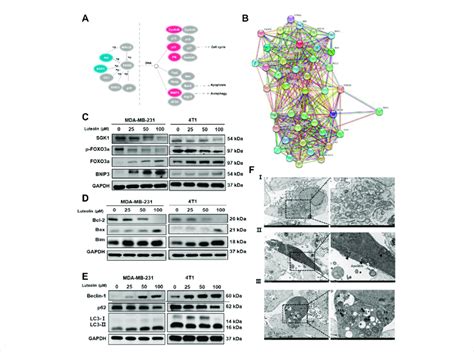 Luteolin Encouraged Apoptosis And Autophagy In Triple Negative Breast