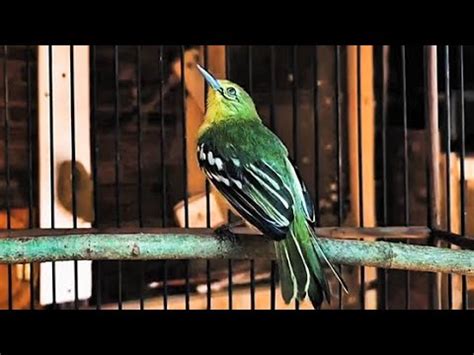 Pancingan Suara Burung Sirtu Cipoh Betina Youtube