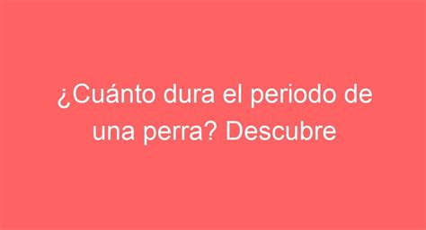 ¿cuánto Dura El Periodo De Una Perra Descubre La Duración Del Celo Canino