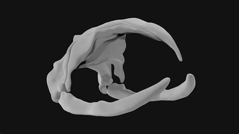 Bowhead whale skull 3d model - Team 3d Yard