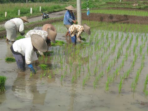 Desa Agropolitan Tanam Padi Tradisional