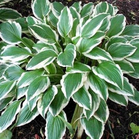 Hosta Hosty Funkia Albomarginata 1 Szt Sadzonka 12367369280