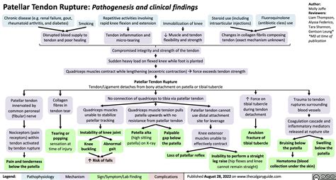 Patellar Tendon Rupture Pathogenesis And Clinical Findings Calgary Guide