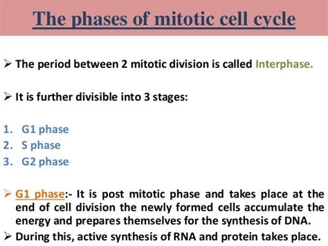 Regulation of mitotic cell cycle in eukaryotes