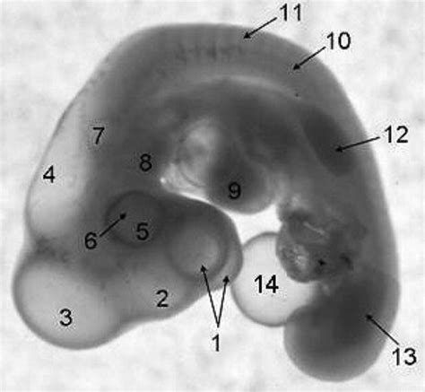 embryo Diagram | Quizlet