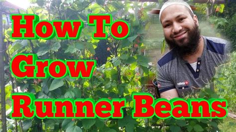 How To Grow Runner Beans Uri Shokher Bagan In A Back To Eden Uk