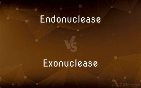 Endonuclease Vs Exonuclease Whats The Difference