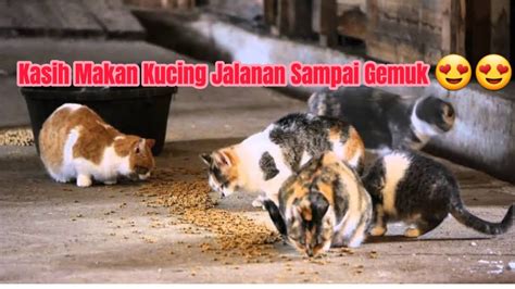 Kasih Makan Kucing Jalanan Sampai Gemuk Sisa Live YouTube