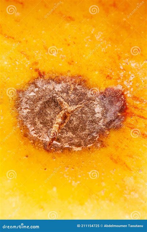 Apple scab disease stock image. Image of death, pathogen - 211154725