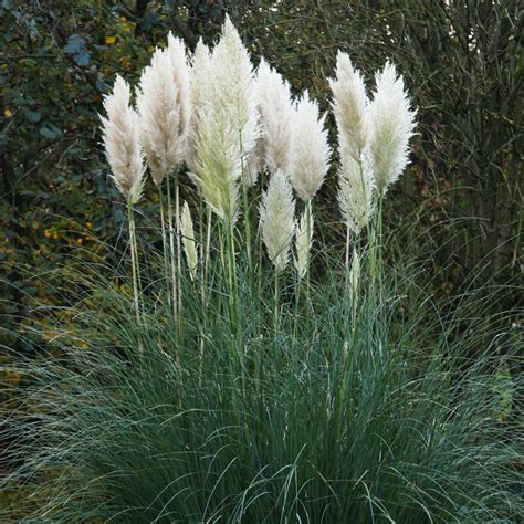 Pampas grass (Cortaderia selloana) | Tooth Mountain Nursery