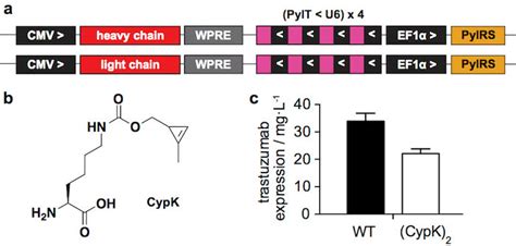 Transient Expression System A Relevant Regions Of The Plasmids Used