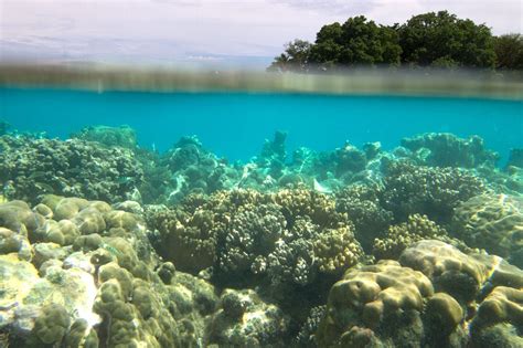 Black Coral Island – Pohnpei Eco-Adventure Guide