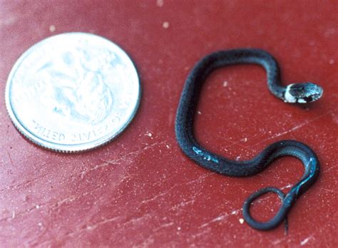 Storeria dekayi – DeKay’s Brownsnake | Vermont Reptile and Amphibian Atlas