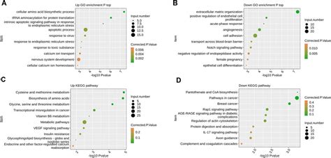 Frontiers The Expression Of Apoptosis Related Genes In Hk 2 Cells Overexpressing Ppm1k Was