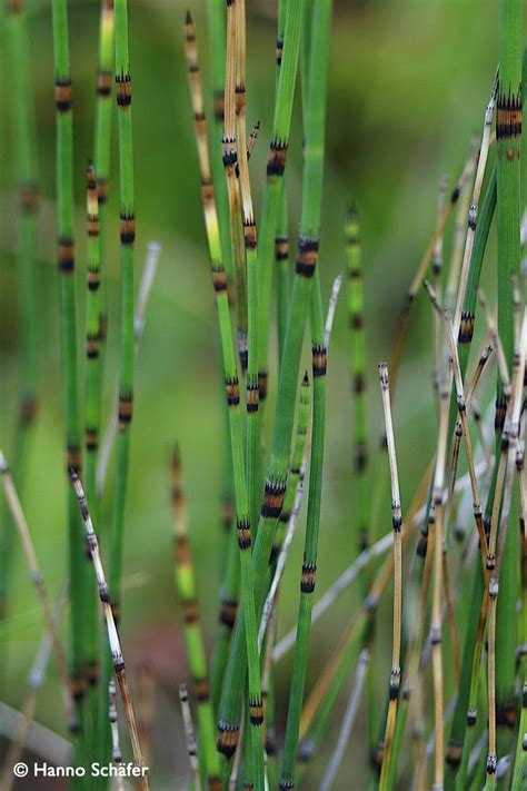 Equisetum Ramosissimum Desf Azorean Biodiversity Portal