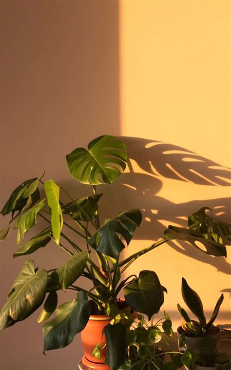 Two Potted Plants On A Table In Front Of A Wall With The Shadow Of A