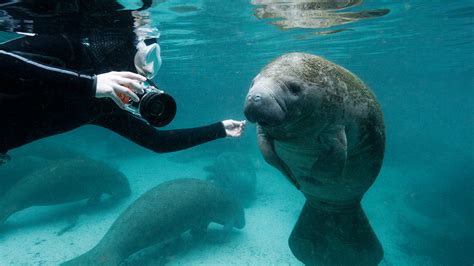 Wild Manatee Sex Rituals Spark Issues For Florida Police If You See This No You Didn T Fox