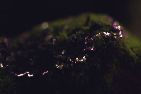 production — bioluminescent forest | Light art, Video projection, Nature