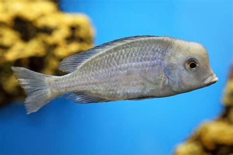 Malawi Buntbarsche Fischarten Im Berblick Aquaristik Profi