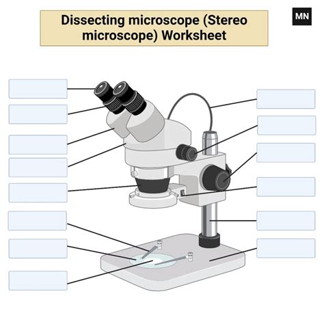 Dissecting Microscope Stereo Microscope Definition Uses Parts