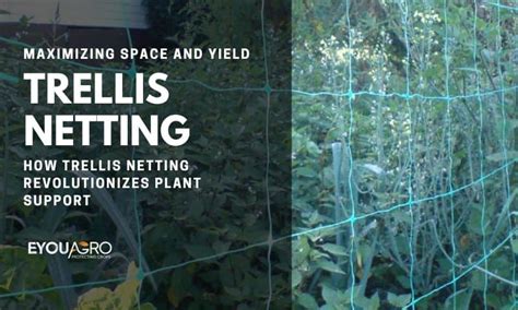 How Trellis Netting Revolutionizes Plant Support Eyouagro