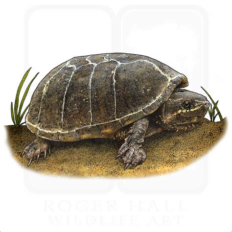 Common Musk Turtle Signed Fine Art Print Inkart