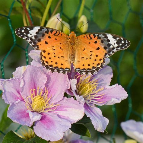 Resting On Clematis Mike Friel Flickr