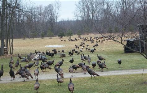 Wild Turkeys | THE WALTERS POST