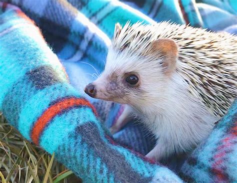 hedgehog day celebration anne arundel county public library