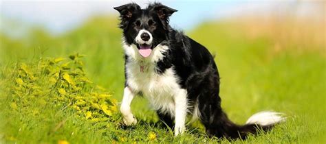 Border collie pochodzenie wygląd osobowość szczeniaki Sklep