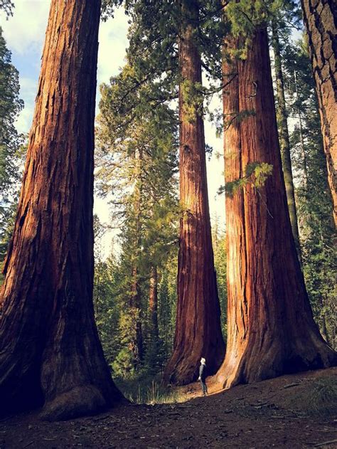 USA Sequoia National Park Dans L Est De La Californie Juste Au Sud De