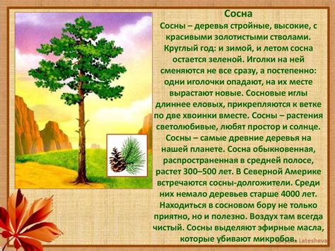 Энциклопедия леса. Деревья - презентация онлайн
