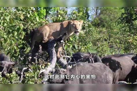 母狮被野牛群包围，蜷缩在树上瑟瑟发抖，母狮：回不去了野牛群包围