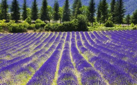 Excursión por el desfiladero de Verdon desde Niza Campos de Lavanda