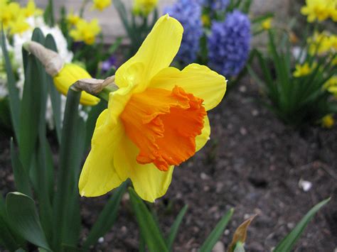 Artenseite Narcissus Ipi Tombi Bochumer Botanischer Verein E V