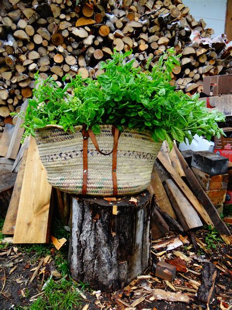 Fotos gratis árbol planta madera granja hoja flor cosecha