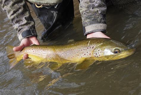 Store — Trout Yeah Fly Fishing Guide Service