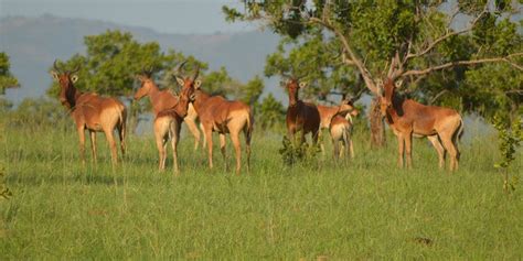 Ethiopian Wildlife Tours | National Park