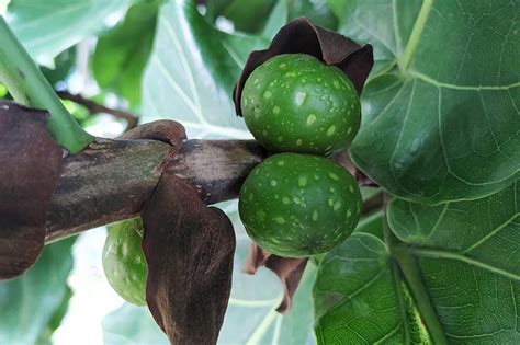 How To Grow And Care For Fiddle Leaf Fig Ficus Lyrata Gardeners Path