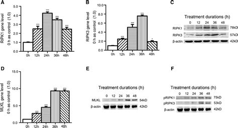 The Effects Of Compression On Mrna And Protein Expression Of Ripk