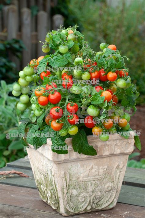 Solanum Lycopersicum Var Cerasiforme Tomate Cherry