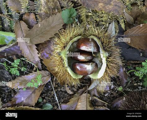 Chestnuts From El Pielago Forest Of Hinojosa De San Vicente Toledo