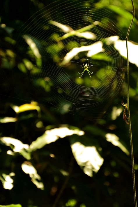 Free Images Nature Grass Branch Light Sunlight Leaf Flower Green Jungle Insect