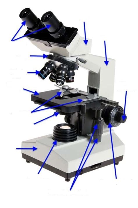 Anatomy Microscopy Lab Labeling Diagram Quizlet