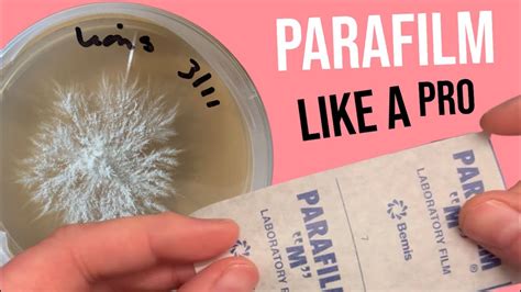 Mycology 101 How To Use Parafilm With Petri Dishes Youtube